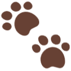 Two brown paw prints on a white background.
